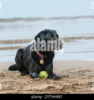 Black Labrador Retriever am Strand mit einem Ball Stockfoto