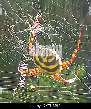 Common Garden Orbweb Spider (Argiope australis) Stockfoto