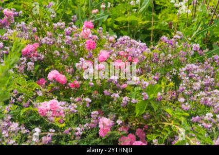 Ein verschwommenes Bild von wilden Rosen und Zuckererbsen, die in einem Park wachsen. Stockfoto