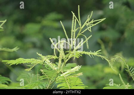 Catechu (Senegalia catechu) Stockfoto