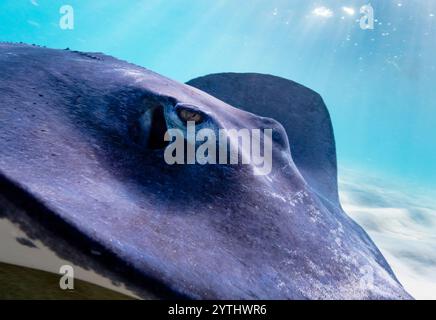 Augenhöhe mit einem südlichen Stachelrochen (Hypanus americanus), Sonnenstrahlen und Oberflächenwellen sichtbar oben. Stockfoto