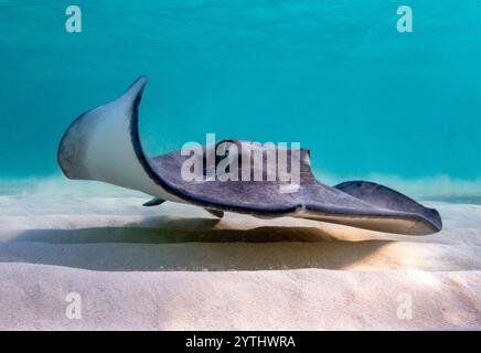 Augenhöhe mit einem südlichen Stachelrochen (Hypanus americanus), Schatten sichtbar auf dem sandigen Meeresboden und Oberflächenwellen sichtbar oben. Stockfoto