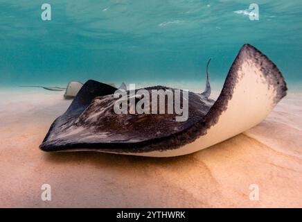 Augenhöhe mit einem südlichen Stachelrochen (Hypanus americanus), Schatten sichtbar auf dem sandigen Meeresboden und Oberflächenwellen sichtbar oben. Stockfoto