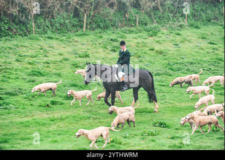 huntsman mit einer Packung harrier Hounds aus dem Dart Vale und South Pool harriers in Devon, Großbritannien Stockfoto