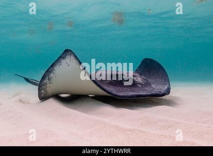 Augenhöhe mit einem südlichen Stachelrochen (Hypanus americanus), Schatten sichtbar auf dem sandigen Meeresboden und Oberflächenwellen sichtbar oben. Stockfoto