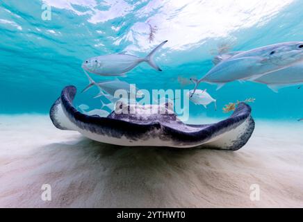 Augenhöhe mit einem südlichen Stachelrochen (Hypanus americanus), Schatten sichtbar auf dem sandigen Meeresboden und Oberflächenwellen sichtbar oben. Bar Jack Fisch hinten. Stockfoto