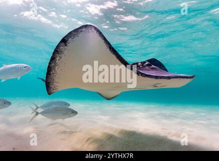 Augenhöhe mit einem südlichen Stachelrochen (Hypanus americanus), Schatten sichtbar auf dem sandigen Meeresboden und Oberflächenwellen sichtbar oben. Bar Jack Fisch hinten. Stockfoto