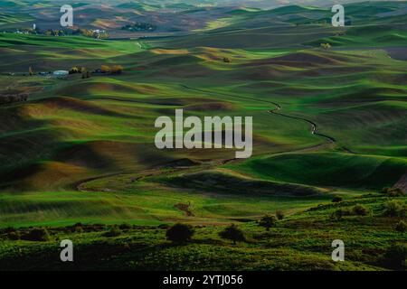 MAI 2024, SÜDLICH VON SPOKEANE, WA - die Palouse Grain and Wheat Agrar Region südlich von Spokeane erzeugt Muster von hügeligen Hügeln und Schatten - in der Nähe von Steptoe Butte, außerhalb von Pullman WA Stockfoto