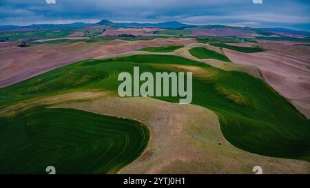 MAI 2024, SÜDLICH VON SPOKEANE, WA - die Palouse Grain and Wheat Agrar Region südlich von Spokeane erzeugt Muster von hügeligen Hügeln und Schatten - in der Nähe von Steptoe Butte, außerhalb von Pullman WA Stockfoto