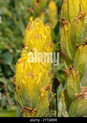 goldener indischer Pinsel (Castilleja levisecta) Stockfoto