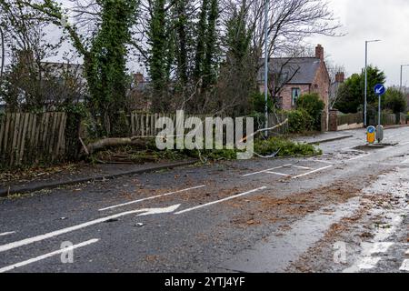 Belfast, Nordirland. Dezember 2024. Umgestürzte Bäume in Belfast, als Storm Darragh in Nordirland, Irland, niederschlägt. Dezember 2024. Quelle: Bonzo/Alamy Live News Stockfoto