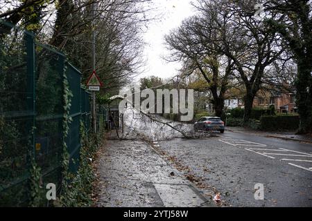 Belfast, Nordirland. Dezember 2024. Umgestürzte Bäume in Belfast, als Storm Darragh in Nordirland, Irland, niederschlägt. Dezember 2024. Quelle: Bonzo/Alamy Live News Stockfoto