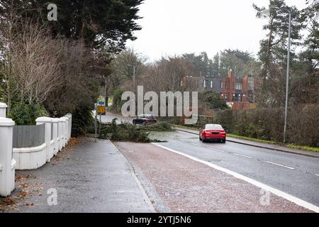 Belfast, Nordirland. Dezember 2024. Umgestürzte Bäume in Belfast, als Storm Darragh in Nordirland, Irland, niederschlägt. Dezember 2024. Quelle: Bonzo/Alamy Live News Stockfoto