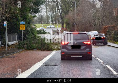 Belfast, Nordirland. Dezember 2024. Umgestürzte Bäume in Belfast, als Storm Darragh in Nordirland, Irland, niederschlägt. Dezember 2024. Quelle: Bonzo/Alamy Live News Stockfoto