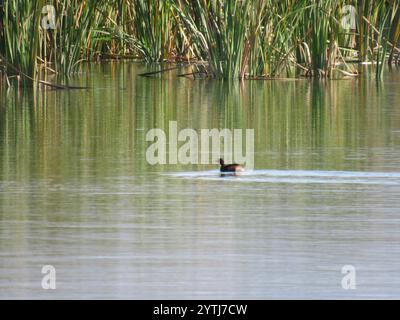 Afrikanischer Little Grebe (Tachybaptus ruficollis capensis) Stockfoto