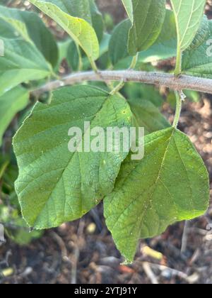 Weißer Manjack (Cordia dentata) Stockfoto