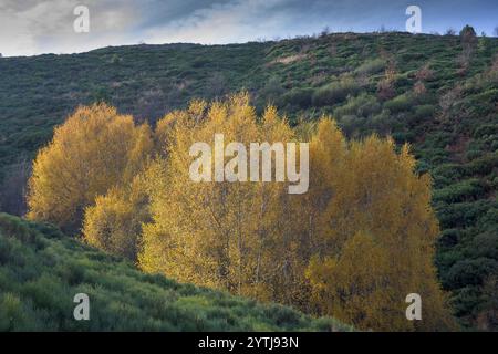 Erlen Alnus glutinosa im Herbst mit gelben Blättern in der nördlichen Extremadura Stockfoto