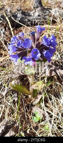 Haariges Lungenkraut (Pulmonaria mollis) Stockfoto