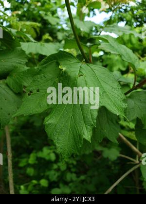 Amerikanischer Hochbusch Cranberry (Viburnum opulus americanum) Stockfoto