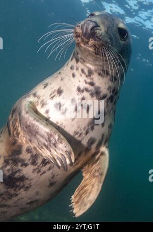 Augenhöhe mit einem Grausiegel (Halichoerus grypus), der uns direkt ansieht. Stockfoto