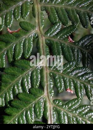 Austral Bracken (Pteridium esculentum) Stockfoto