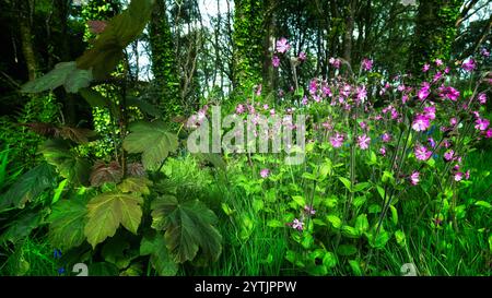 Das Bild zeigt einen Setzling mit großen, dunklen Blättern. Dahinter befinden sich zahlreiche zarte rosa blühende Pflanzen inmitten eines Waldes. Stockfoto