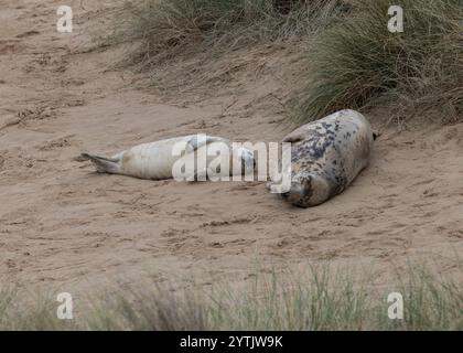 Ein junger, grauer Robbenjunge und seine Mutter in den Sanddünen in Norfolk Stockfoto