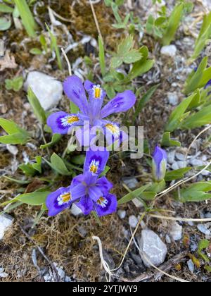 Zwerg See Iris (Iris Lacustris) Stockfoto