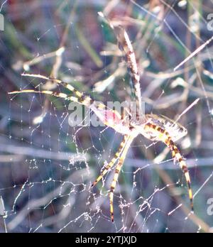 Common Garden Orbweb Spider (Argiope australis) Stockfoto
