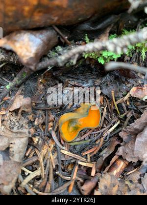 Frühlingsorangenschalen-Pilz (Caloscypha fulgens) Stockfoto