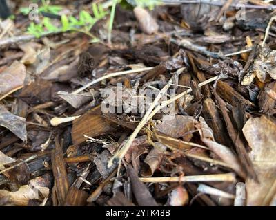 Georgia Wolf Spider (Tigrosa georgicola) Stockfoto