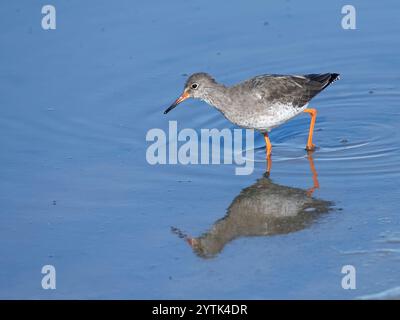 Rotschinken (Tringa totanus) auf der Suche nach auftauchenden Wasserinsekten an der Oberfläche eines Sumpfbeckens, Gloucestershire, Vereinigtes Königreich, Oktober. Stockfoto