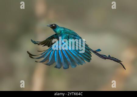 Langschwanz-Hochglanzstarling Lamprotornis caudatus Stockfoto