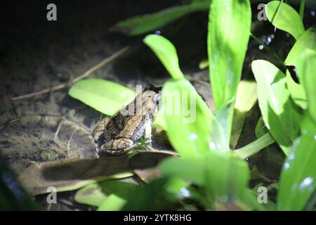 Gemeiner Ostfrosch (Crinia signifera) Stockfoto