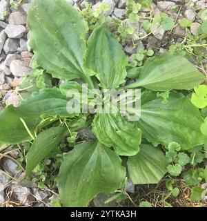 Amerikanische Kochbanane (Plantago rugelii) Stockfoto