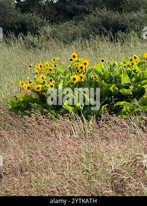 Deltamuswurzel (Balsamorhiza deltoidea) Stockfoto