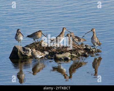 Die Warngruppe „Gallinago gallinago“ ruht auf einer kleinen Insel in einem flachen Süßwassersee in Gloucestershire, Großbritannien, Oktober. Stockfoto