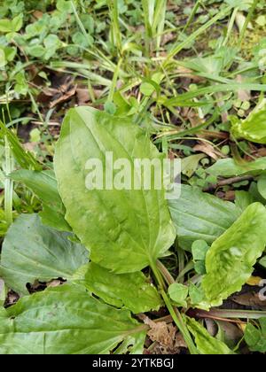 Amerikanische Kochbanane (Plantago rugelii) Stockfoto