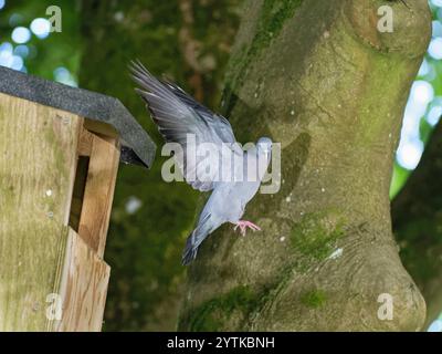 Stocktaube (Columba oenas) fliegt von einem großen Nistkasten, in dem sie brütet, Wiltshire Garden, Großbritannien, Juni. Stockfoto