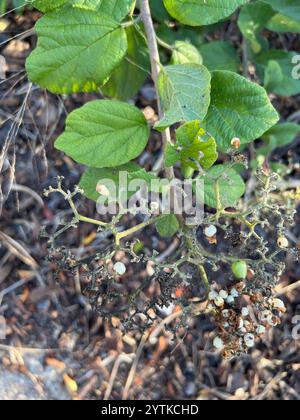 Weißer Manjack (Cordia dentata) Stockfoto