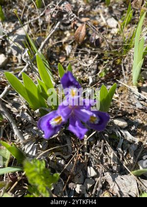 Zwerg See Iris (Iris Lacustris) Stockfoto