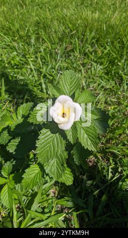 Kubanische Butterblume (Turnera subulata) Stockfoto