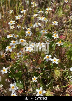 Variable Linanthus (Leptosiphon parviflorus) Stockfoto