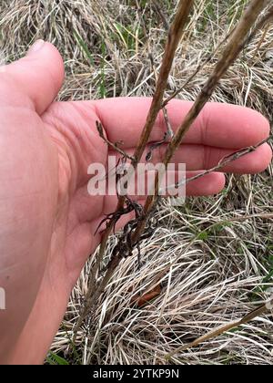 Sonnenblumen, Gänseblümchen, Astern und Verbündete (Asteraceae) Stockfoto