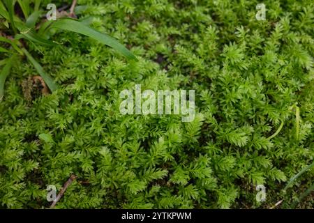 Mnium Hornum Moos aus nächster Nähe Stockfoto