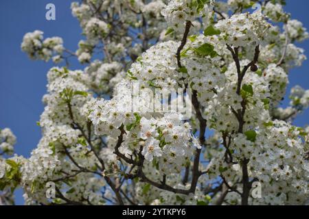 Pyrus calleryana Baum in Blüte Stockfoto