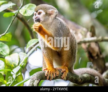 Eichhörnchenaffen auf der Insel Dominikanische Republik in der karibik - Affen spielen mit Touristen und essen Obst auf Monkeyland Stockfoto