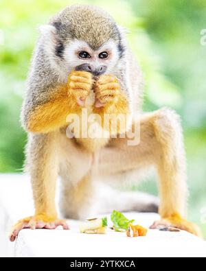 Eichhörnchenaffen auf der Insel Dominikanische Republik in der karibik - Affen spielen mit Touristen und essen Obst auf Monkeyland Stockfoto