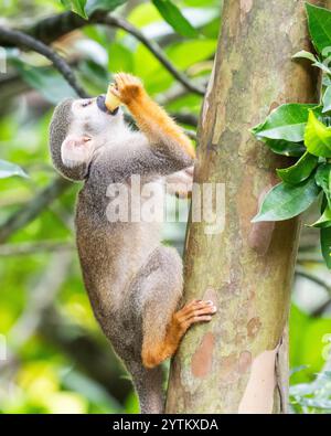 Eichhörnchenaffen auf der Insel Dominikanische Republik in der karibik - Affen spielen mit Touristen und essen Obst auf Monkeyland Stockfoto
