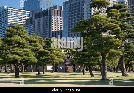 Kiefern im äußeren Garten Kaiserpalast mit Hochhäusern im Hintergrund, Tokio, Japan. Kaiserpalast und Gärten im Zentrum von Tokio, Japa Stockfoto